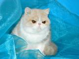 Кішки, кошенята Екзотична короткошерста, ціна 6000 Грн., Фото