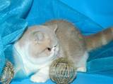 Кошки, котята Экзотическая короткошерстная, цена 6000 Грн., Фото