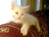 Кошки, котята Турецкая ангора, Фото