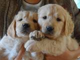 Собаки, щенки Золотистый ретривер, цена 1800 Грн., Фото