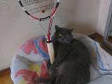 Спорт, активный отдых Теннис, цена 1049 Грн., Фото