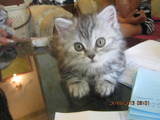 Кошки, котята Спаривание, цена 599 Грн., Фото