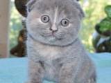 Кошки, котята Спаривание, цена 599 Грн., Фото