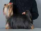 Собаки, щенята Спаровування, ціна 2000 Грн., Фото