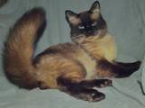 Кошки, котята Невская маскарадная, цена 700 Грн., Фото