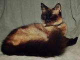Кішки, кошенята Невськая маскарадна, ціна 700 Грн., Фото