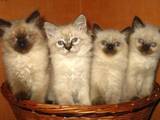 Кішки, кошенята Невськая маскарадна, ціна 800 Грн., Фото