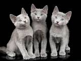 Кішки, кошенята Нeбелунг, ціна 500 Грн., Фото