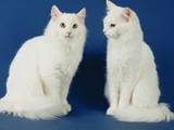 Кошки, котята Турецкая ангора, цена 500 Грн., Фото