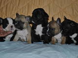Собаки, щенки Французский бульдог, цена 1600 Грн., Фото