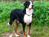 Собаки, щенята Гірський собака Берна, ціна 2000 Грн., Фото