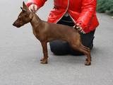 Собаки, щенята Пінчер, ціна 5000 Грн., Фото