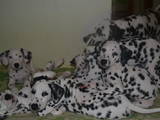 Собаки, щенки Далматин, цена 700 Грн., Фото