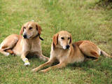 Собаки, щенки Ганноверская гончая, цена 3500 Грн., Фото