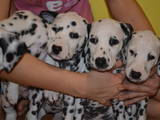 Собаки, щенята Далматин, ціна 700 Грн., Фото