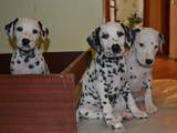 Собаки, щенята Далматин, ціна 700 Грн., Фото