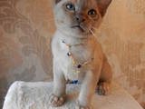 Кошки, котята Бурма, цена 5777 Грн., Фото