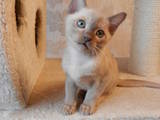 Кішки, кошенята Бурма, ціна 5777 Грн., Фото