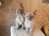 Кішки, кошенята Бурма, ціна 5777 Грн., Фото