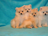 Собаки, щенки Малый шпиц, цена 6000 Грн., Фото