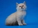 Кішки, кошенята Сибірська, ціна 3200 Грн., Фото