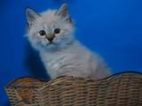 Кішки, кошенята Сибірська, ціна 3200 Грн., Фото