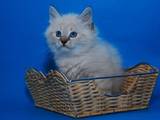 Кошки, котята Сибирская, цена 3200 Грн., Фото