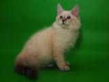 Кошки, котята Сибирская, цена 3200 Грн., Фото