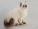 Кошки, котята Сибирская, цена 3000 Грн., Фото