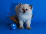 Кошки, котята Сибирская, цена 3000 Грн., Фото