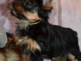 Собаки, щенки Йоркширский терьер, цена 4500 Грн., Фото