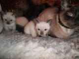 Кішки, кошенята Тайська, ціна 500 Грн., Фото