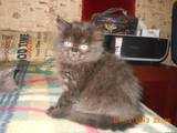 Кошки, котята Хайленд Фолд, цена 500 Грн., Фото