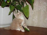 Кішки, кошенята Курильський бобтейл, ціна 2300 Грн., Фото