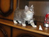 Кошки, котята Курильский бобтейл, цена 2300 Грн., Фото