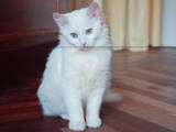 Кішки, кошенята Турецька Ангора, ціна 5 Грн., Фото
