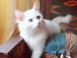Кошки, котята Турецкая ангора, цена 5 Грн., Фото