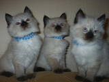 Кошки, котята Невская маскарадная, цена 650 Грн., Фото