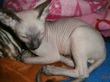 Кошки, котята Донской сфинкс, цена 3300 Грн., Фото