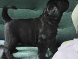 Собаки, щенята Різеншнауцер, ціна 4000 Грн., Фото