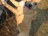 Собаки, щенки Стаффордширский бультерьер, цена 1000 Грн., Фото