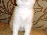 Кошки, котята Шотландская вислоухая, цена 1900 Грн., Фото