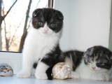 Кошки, котята Шотландская вислоухая, цена 1600 Грн., Фото