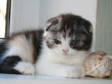 Кошки, котята Шотландская вислоухая, цена 1600 Грн., Фото