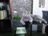 Кішки, кошенята Шотландська висловуха, ціна 700 Грн., Фото