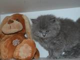 Кошки, котята Британская длинношёрстная, цена 700 Грн., Фото