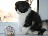 Кішки, кошенята Шотландська висловуха, ціна 800 Грн., Фото