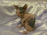 Кошки, котята Донской сфинкс, цена 2500 Грн., Фото