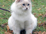 Кішки, кошенята Невськая маскарадна, ціна 2000 Грн., Фото