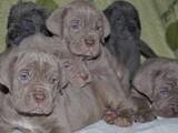 Собаки, щенки Мастино неаполетано, цена 3000 Грн., Фото